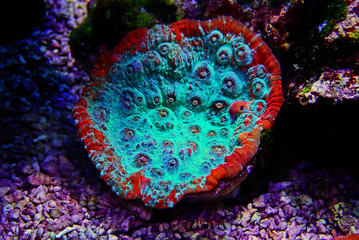 Living Lava chalice LPS coral - Pectiniidae sp.
