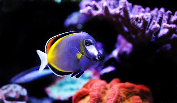 Powder brown tang - Acanthurus Japonicus