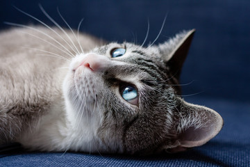 Close Up von weißer Katze mit blauen Augen
