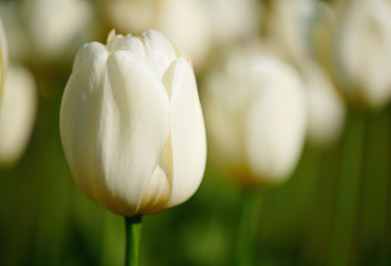 White tulips, a symbol of purity and spring.