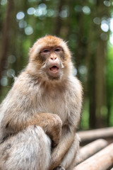 macaque monkey portrait with rainforest background closeup fluffy cute emotional monkey forest zoo bokeh