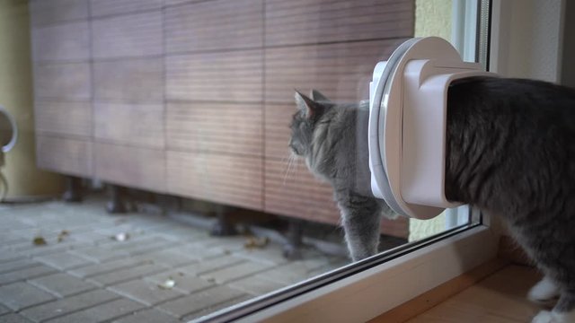 blue tabby white maine coon cat leaving room by passing through cat flap in window entering back yard