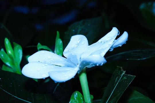 Lincoln Park Conservatory Iv