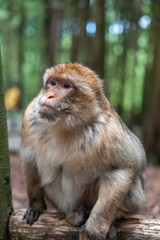 macaque monkey portrait with rainforest background closeup fluffy cute emotional monkey forest zoo bokeh