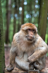 macaque monkey portrait with rainforest background closeup fluffy cute emotional monkey forest zoo bokeh