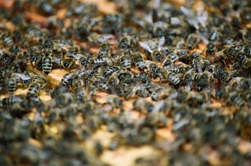 honeybees