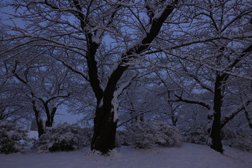 冬の北上展勝地