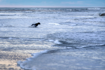 Naklejka premium A black labrador retriever chasing a ball into the surf.