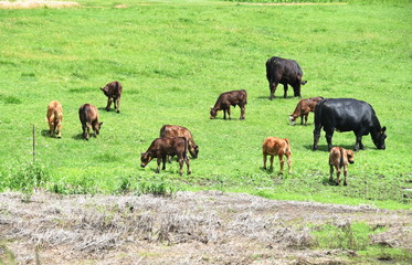 Cows and Calves