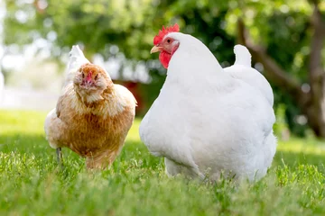 Fotobehang A free-range Rhode Island White hen chicken foraging for food on a farm. © LUGOSTOCK