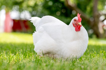 A free-range Rhode Island White hen chicken foraging for food on a farm.