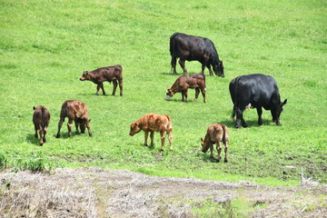 Cows and Calves