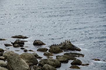 Sea coast. Big stones on the shore and birds, sea cormorants, on them. Wildlife. Travel and adventure.