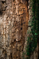 Cortex Tree