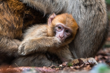 Monkey family at sacred monkey forest germany Close up Monkey baby monkey cute fluffy kid young