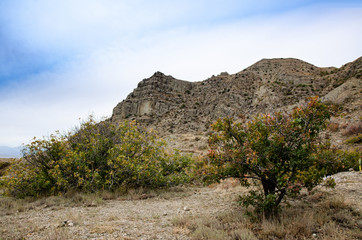 Mountain trees. Stones, sea and mountain landscapes. Travel and adventure.