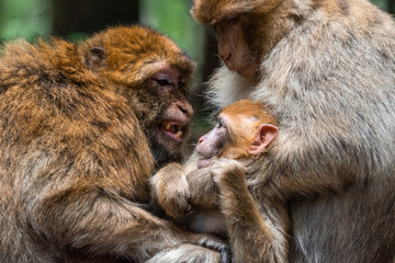 Monkey family at sacred monkey forest germany Close up Monkey baby monkey cute fluffy kid young