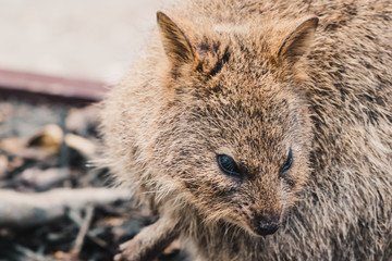 quokkas in Rottnest Island, a marsupial native of Western Australia