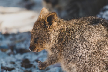 quokkas in Rottnest Island, a marsupial native of Western Australia