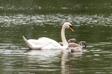 Beautiful white Swan, with small Chicks, swim in the pond cygnets mute swan white germany lake