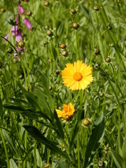coreopsis in a field
