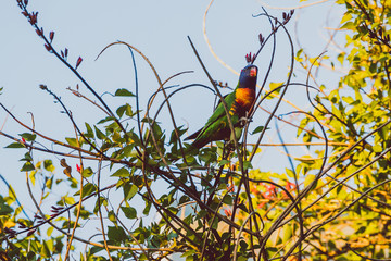 colorful Australian native Rainbow Lorikeet parrots munching on a tree