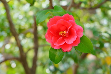 赤いツバキの花が咲く