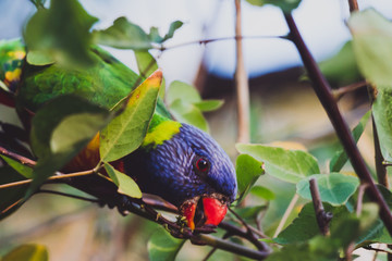 colorful Australian native Rainbow Lorikeet parrots up a tree