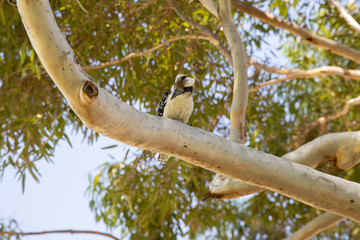 native Australian kookaburra bird up an eucalyptus gum tree © faithie