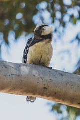 native Australian kookaburra bird up an eucalyptus gum tree