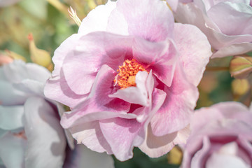 Naklejka na ściany i meble Fresh Rose background; close up;