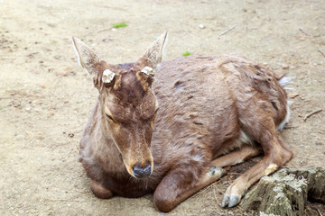 Cute deer in the Nara Prefecture, Kansai region, Japan.