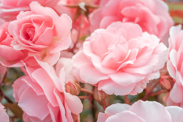 Fresh Rose background; close up;