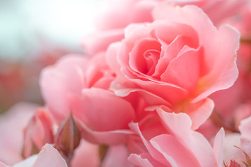 Fresh Rose background; close up;