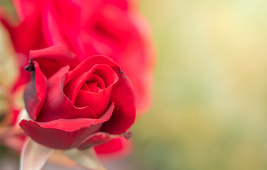 Isolated Fresh Rose, close up;
