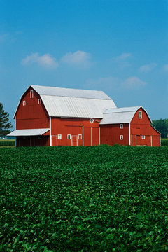 This is a Midwest farm. It has a red barn and corn growing in the field.
