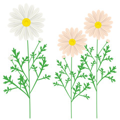 Variation set of Marguerite illustration