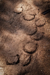 horse footprint