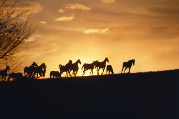 Fototapeta na wymiar These are horses running in the distance at sunset.