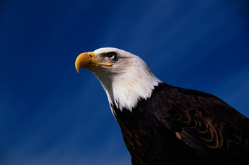This is a mature American bald eagle from the National Foundation to Protect America's Eagles. His name is Challenger. It shows his upper body with his head and beak facing left, looking out.