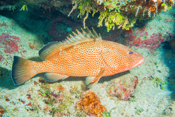 Big orange grouper fish in coral reef