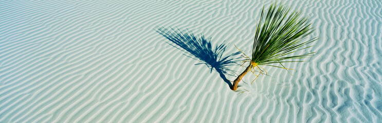 These are white sand dunes in morning light. There is a single small tree growing in the sand. There are lines in the sand which form a pattern from the wind.