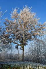 Frozen Frost Leaf Tree Ice Snow Winter