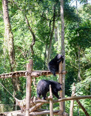 A Young Asiatic Black Bear or Moon Bear at the Tat Kuang Si Bear Rescue Centre Near Luang Prabang Laos