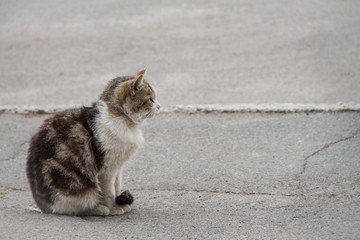 A homeless cat sits on a cracked asphalt, a cat in profile