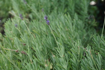 Lavanda