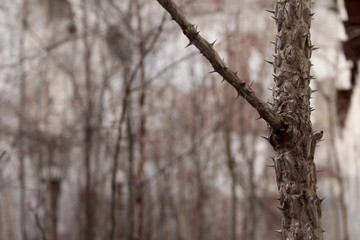 Dry branch covered with spines. Close-up photograph of the stem on the background of the forest.