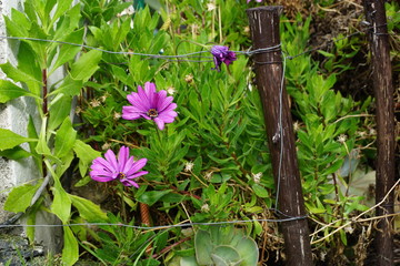flores