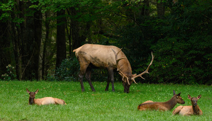 Bull Elk With Three Young Elk