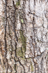 Natural background with pine tree bark covered with moss and lichen